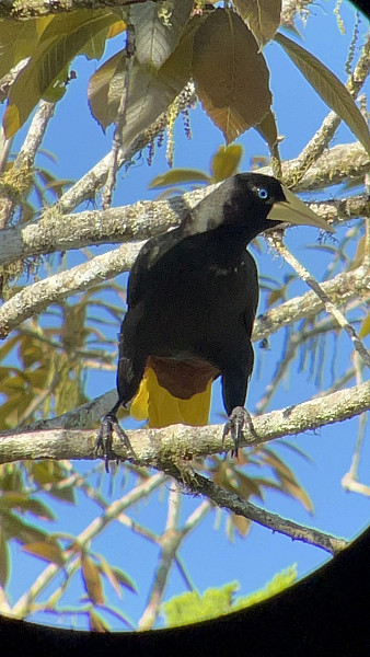 Gallery 10: Crested Oropendola