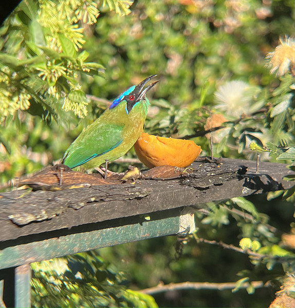 Gallery 10:Lessens-motmot