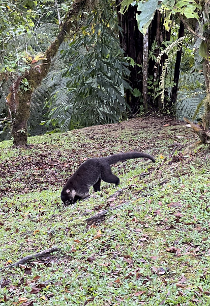 Gallery 10:White nosed coati foraging