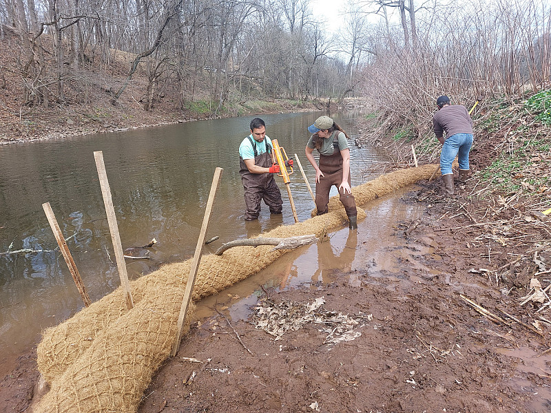 ENVS students Jeff Cocci and Lexi Fowler install core logs with Ryan Beltz as part of the Arcola Island project along the Perkiomen Creek.